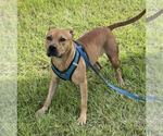 Small #1 Black Mouth Cur-Bulldog Mix