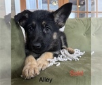 Puppy Alley German Shepherd Dog