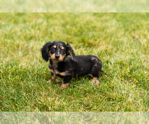 Dachshund Puppy for sale in MILFORD, IN, USA