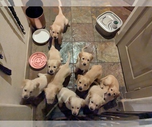 English Cream Golden Retriever-Golden Retriever Mix Puppy for sale in VALENCIA, CA, USA