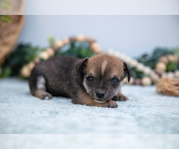 Medium Photo #15 Chihuahua-Chorkie Mix Puppy For Sale in FREDERICKTOWN, OH, USA