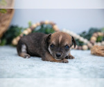 Small Photo #15 Chihuahua-Chorkie Mix Puppy For Sale in FREDERICKTOWN, OH, USA