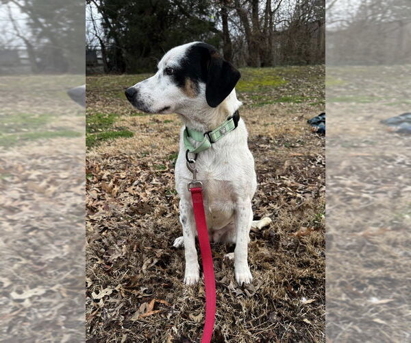 Medium Photo #2 Collie-Unknown Mix Puppy For Sale in Boston, MA, USA