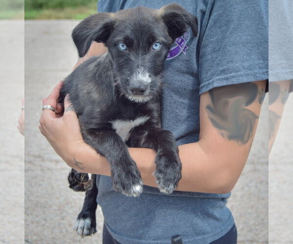 Medium Photo #3 Siberian Husky-Unknown Mix Puppy For Sale in Huntley, IL, USA