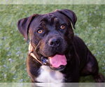 Small Photo #3 Mastiff-Unknown Mix Puppy For Sale in Moreno Valley, CA, USA