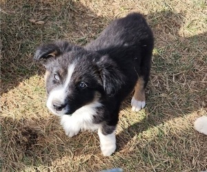 Australian Shepherd Puppy for sale in NEOSHO, MO, USA