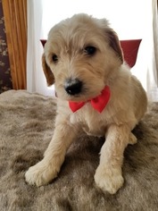 Goldendoodle Puppy for sale in TINGLEY, IA, USA