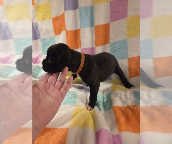 Medium Photo #9 Boxer Puppy For Sale in OPELIKA, AL, USA