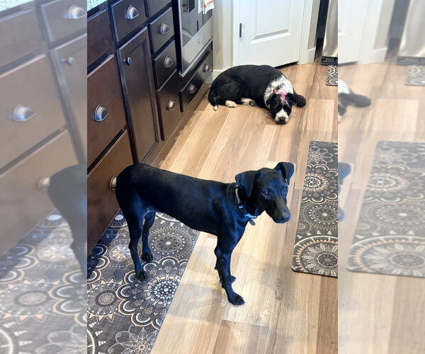 Medium Photo #3 Labrador Retriever-Unknown Mix Puppy For Sale in Salt Lake City, UT, USA