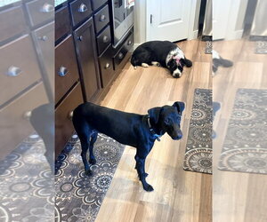 Rue - Female Labrador Retriever-Unknown Mix Dog for Adoption - Photo #3