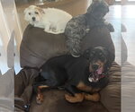 Small Photo #7 Doberman Pinscher Puppy For Sale in Buffalo, MN, USA