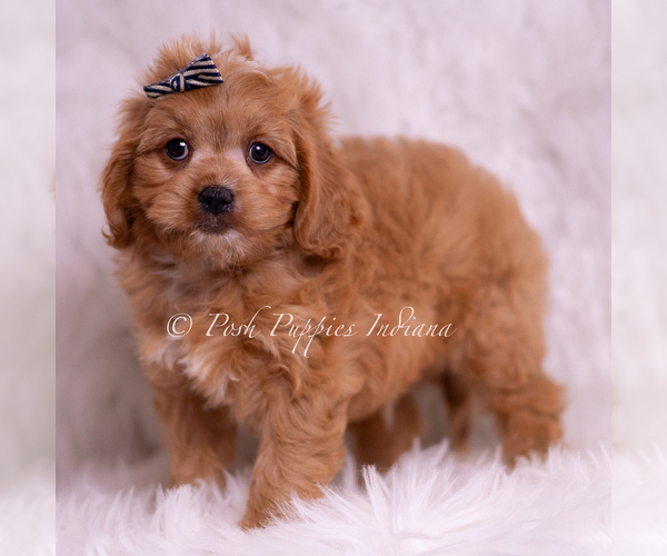 Medium Photo #11 Cavapoo (Miniature) Puppy For Sale in WARSAW, IN, USA