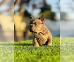 Small #7 French Bulldog