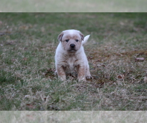 Australian Cattle Dog Puppy for sale in EARLYSVILLE, VA, USA