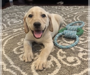 Labrador Retriever Puppy for sale in MAYSVILLE, GA, USA