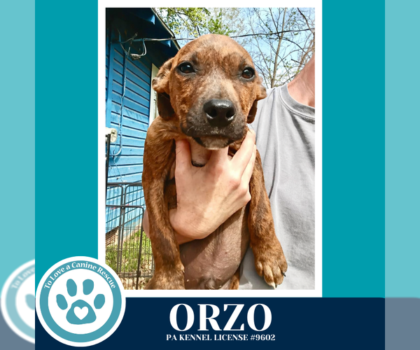 Medium Photo #2 Boxer-Unknown Mix Puppy For Sale in Kimberton, PA, USA