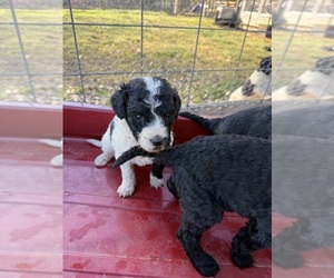 Goldendoodle Puppy for sale in QUITMAN, MS, USA
