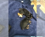 Small Photo #24 Doberman Pinscher Puppy For Sale in MACUNGIE, PA, USA