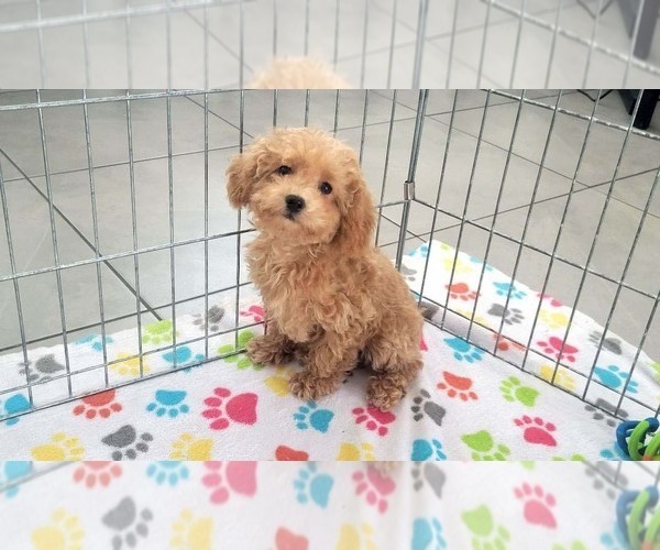 Medium Photo #5 Poodle (Toy) Puppy For Sale in ORO VALLEY, AZ, USA