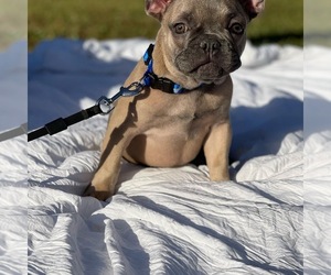 French Bulldog Puppy for sale in CAROLINA FOREST, SC, USA