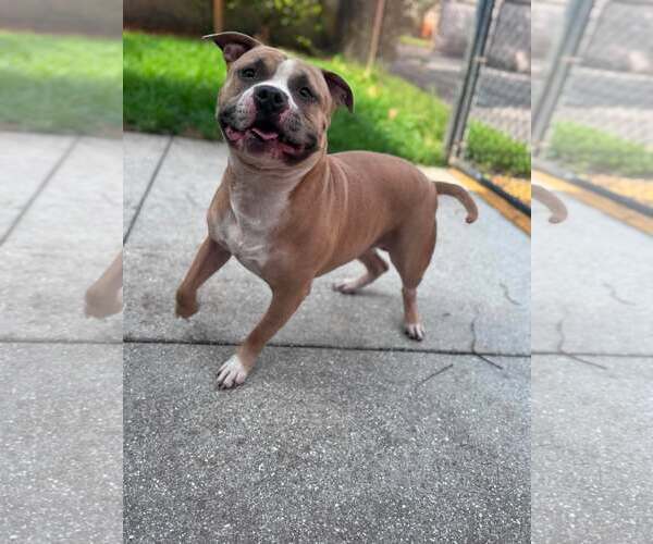 Medium Photo #3 Staffordshire Bull Terrier Puppy For Sale in Pompano Beach , FL, USA