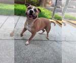 Small #2 Staffordshire Bull Terrier