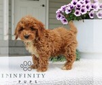 Small #2 Goldendoodle (Miniature)