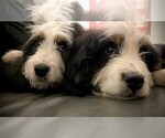 Puppy George Bernedoodle