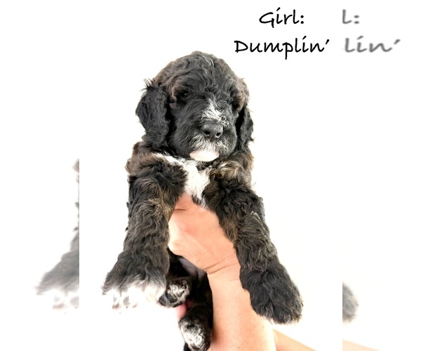 Medium Photo #1 Bernedoodle Puppy For Sale in MOULTON, AL, USA