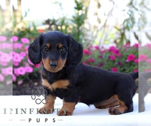 Dachshund Puppy for sale in LITITZ, PA, USA