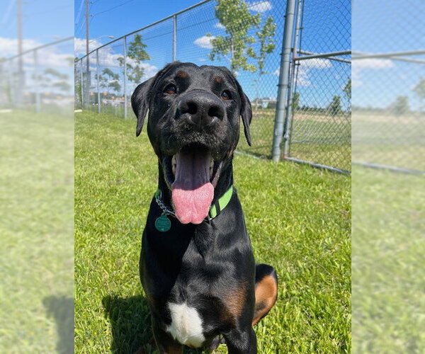 Medium Photo #1 Doberman Pinscher-Mastiff Mix Puppy For Sale in Toronto, Ontario, Canada
