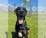 Small Doberman Pinscher-Mastiff Mix