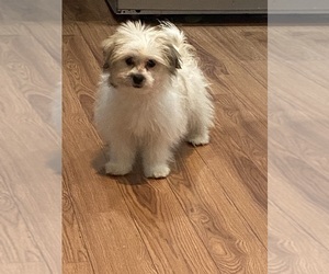 Shiranian Puppy for sale in MOUNT CLEMENS, MI, USA