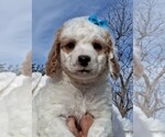 Puppy Elsa Goldendoodle (Miniature)