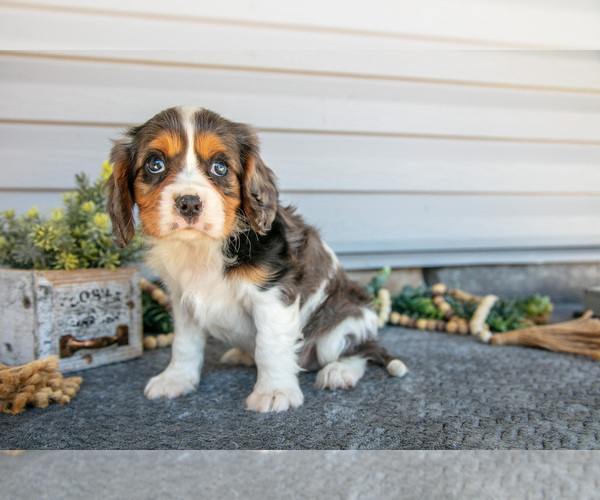 Medium Photo #3 Cavalier King Charles Spaniel Puppy For Sale in MILLERSBURG, OH, USA