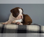 Puppy Victoria Boston Terrier
