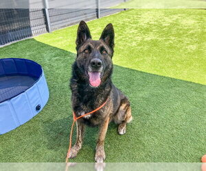 German Shepherd Dog Dogs for adoption in Orange, CA, USA