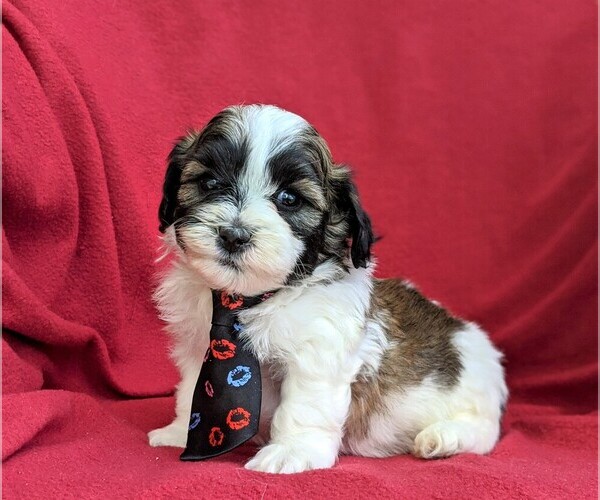 View Ad Zuchon Puppy for Sale near Pennsylvania, NEW HOLLAND, USA. ADN