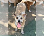 Aramis - Male Rat Terrier-Unknown Mix Dog for Adoption - Small photo
