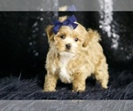 Small Photo #22 Maltipoo Puppy For Sale in WARSAW, IN, USA