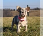 Small Photo #3 French Bulldog Puppy For Sale in FRESNO, OH, USA