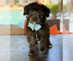 Medium Aussiedoodle Miniature 