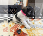 Puppy Puppy 4 Schnauzer (Miniature)