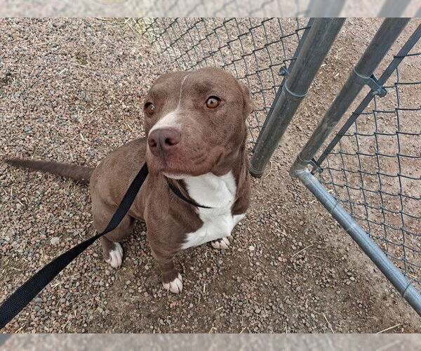 Medium Photo #1 Mutt Puppy For Sale in Pueblo, CO, USA