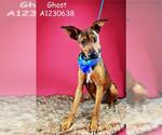 Small Rhodesian Ridgeback Mix