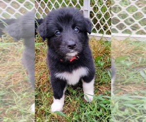 Border Collie-German Shepherd Dog Mix Puppy for Sale in ABBEVILLE, South Carolina USA