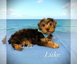 Small Photo #1 Yorkshire Terrier Puppy For Sale in WINNSBORO, LA, USA