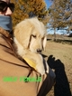 Small Photo #21 Goldendoodle Puppy For Sale in CLARKSVILLE, TX, USA