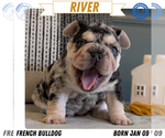 Puppy River French Bulldog