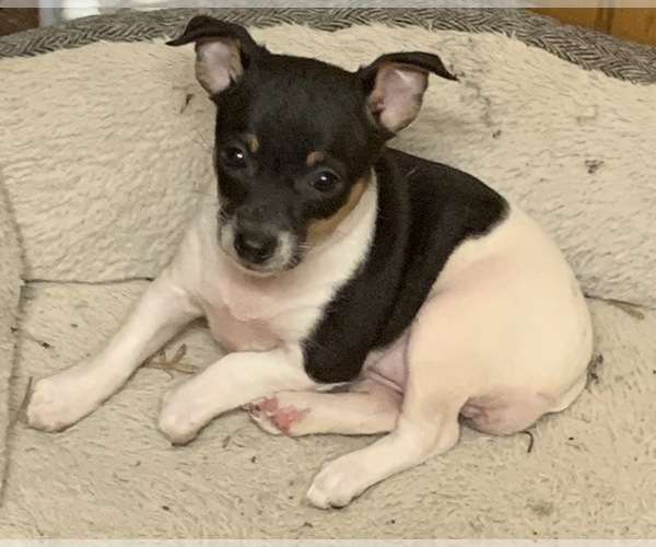 Medium Photo #4 Rat Terrier Puppy For Sale in WHITAKERS, NC, USA